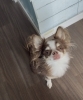 3H お預かり「🐶ミックス犬、トリミングのお友達🍓」