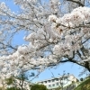 【西方】新見公立大学 | 新見市の桜特集| まいぷれ[新見市]