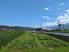 「【西条市下島山渦井川】ひまわり畑へ遊びに行ってきました！（2023年7月16日）」