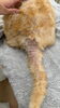 「猫はシャンプーしてはいけない！？　岡山猫専門サロン」