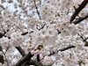 「水沢公園の桜が満開になりました！」