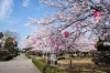 小松市の桜 お花見スポット まいぷれ 小松市