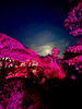 「本日は夜間拝観の日です。」