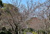「桜開花状況および企画展開催中」