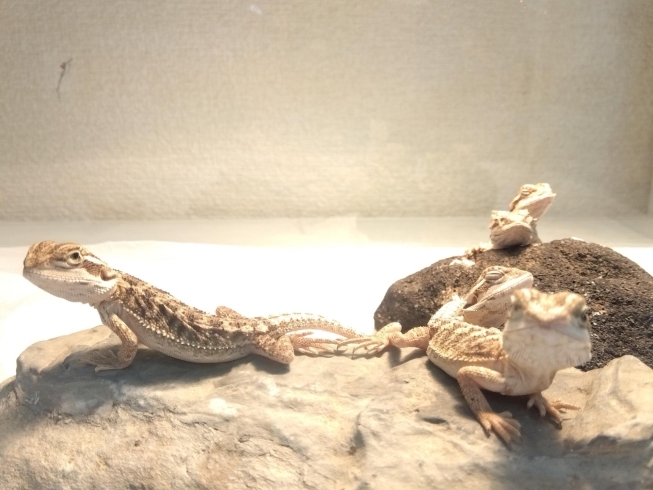 大人気!!フトアゴヒゲトカゲのフトアゴーズ♪【千葉県船橋市習志野台 観賞魚 小動物 爬虫類 ペットショップ】 - Image.php?iD=eDe383b6533059bb92891De8b929be53f8De6281 News 大人気!!フトアゴヒゲトカゲのフトアゴーズ♪【千葉県船橋市習志野台 観賞魚 小動物 爬虫類 ペットショップ】 - Image.php?iD=eDe383b6533059bb92891De8b929be53f8De6281 News