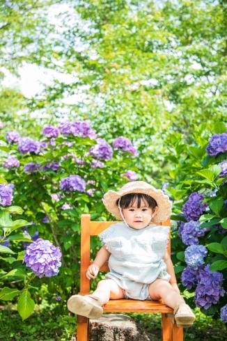 紫陽花「6月バラ&紫陽花撮影会【島田市、牧之原市、静岡市】」