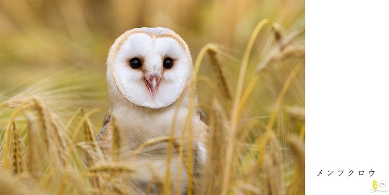 写真集 かわいいふくろう 世界中のふくろうのかわいらしい姿や愛くるしいシーンが満載 おすすめ新刊本 雑誌特集 まいぷれ 大阪市中央区