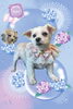 「Dog salon mofu mofu　余市町」
