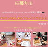「第3回　わんわんフォトコンテストのお知らせ❤️ 🐩【パティスリーコロン　焼き菓子（ひと用）、（犬用）　神戸市西区　フォトコンテスト　お知らせ】」