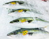 「魚魚市場鮮魚コーナーおすすめは「マングローブカニ入荷しました」」