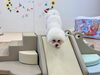 とあちゃん　登ったり降りたり　楽しんでます😃「ましゅまろ幼稚園🐾」