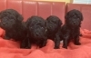 「トイプードル男の子4兄弟登場🐶！」