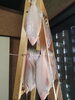 「📣本日のお魚情報🐟」