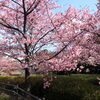 「魚魚の宿上の公園　河津桜の開花情報（2月20日）」