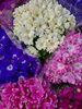 サイネリアも入荷しています！「花鉢　沢山入荷しています！　店内カラフルになりました！」
