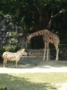 「とべ動物園へ！🌈✨」