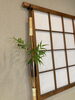 竹蘭(ちくらん)も頂きました！( ¨̮ )「6/10日(月)定休日です」