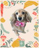 「Dog salon mofu mofu　余市町」