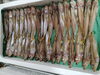 「📣本日のお魚情報🐟」
