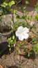 木槿「木槿の花」