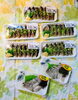 「魚魚市場鮮魚コーナーおすすめは「本カツオ」です♪」