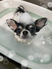 「お友達♡ Dog salon mofu mofu 余市町」