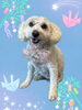 「Dog salon mofu mofu　余市町」