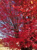 「紅葉見頃です」