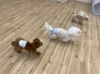 ぱんちゃんとくまくん　追いかけっこ「ましゅまろ幼稚園」