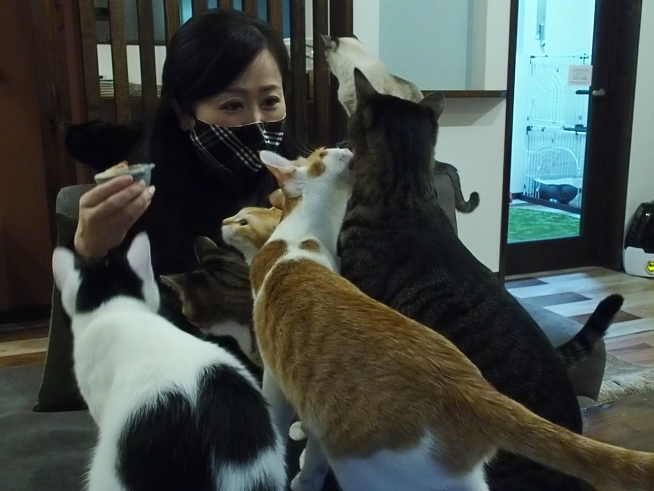 猫カフェ 初心者が猫さんと仲良く遊ぶ方法 動画あり いってきたに 浜松お出かけレポート まいぷれ 浜松市