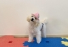 おもちくんです　みんな仲良く遊んでね😃「ましゅまろ幼稚園🐾　パート１」