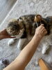 な、なにを・・・「猫にも温灸　「宮崎市にある漢方屋さん」」