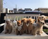 WAO みんなスーパーサイヤわん　(笑)「新入生ちゃん（╹◡╹）＆スーパーサイヤわんこ現るっっ(笑)」
