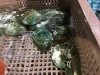 「魚魚市場鮮魚コーナーおすすめは「チカメキントキ」です♪」