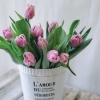 チューリップ「【はなやホック皆生店】春はやっぱりピンクが人気です。」