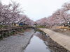 「【西条市 石田】ひょうたん池の桜が満開です！」