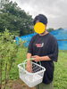 味を確認しながらの収穫！「ハスカップ狩り🌳【札幌市北区児童デイサービスこぱんはうすさくら札幌太平教室】」