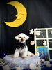 くるみくん「お月さまとわんこ🌛」