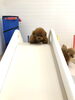 くまくん🧸　よっこいしょ「ましゅまろ幼稚園🐶」