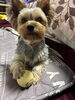「愛犬きらちゃんのちょいダイエットから考える、これからの代謝アップケア」