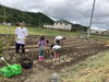 「ネギ収穫!!」