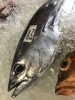 「魚魚市場鮮魚コーナーおすすめは「ギンガメアジ」です♪」