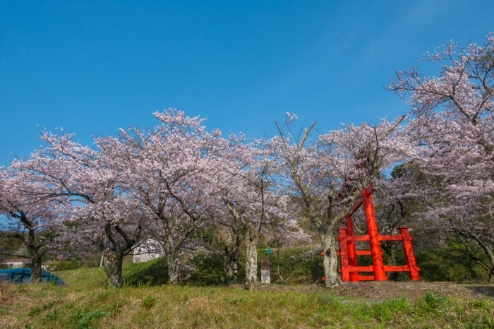 西幡豆・八幡宮の桜