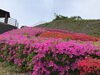 「西海橋ツツジ情報🌺」