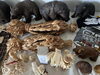 「大盛況でOPENしております！ 【Otaru Antique Marché】」