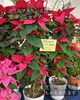 「クリスマスにはお花を！ポインセチアも揃ってます。南魚沼の花屋、フローリストたかの。」