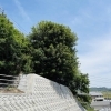 岡山市の天然記念物ウバメカシ。やまねの守り神です。「【5月12日】樹齢300年の巨木が見守る店。初夏の「黒酢炒め」と豪華会席膳 🍱🌳」