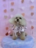 ゆめちゃん「ピンクバレンタイン💕」
