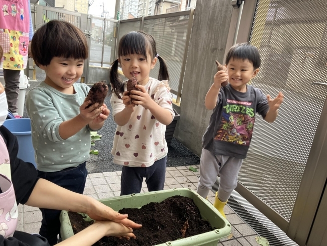 ワールド保育園【サツマイモの収穫】「実りの秋を味わおう🌰秋の味覚を楽しむ食育活動🍄‍🟫」