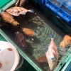 美味しそうな魚介類たちがお出迎え「今治市の「おもしろい」・「珍しい」を探す探検part①「今治おさかな市場」」